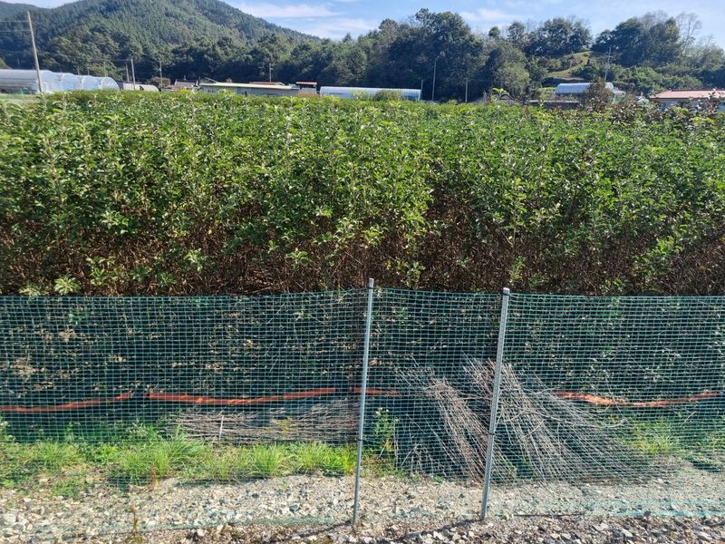 일심묘목농원님의 장터 판매 상품 [루비에스 (사과나무) 접목 1년생 묘목 ] 첨부 사진