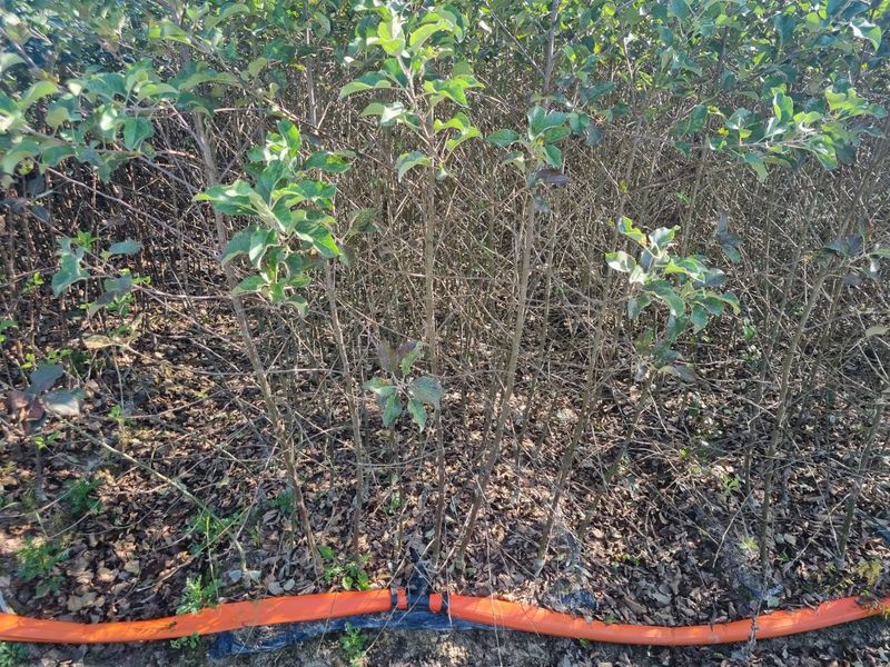 일심묘목농원님의 장터 판매 상품 [루비에스 (사과나무) 접목 1년생 묘목 ] 첨부 사진