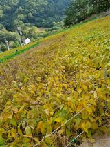 팜모닝 콩·자유게시판 게시글 이미지