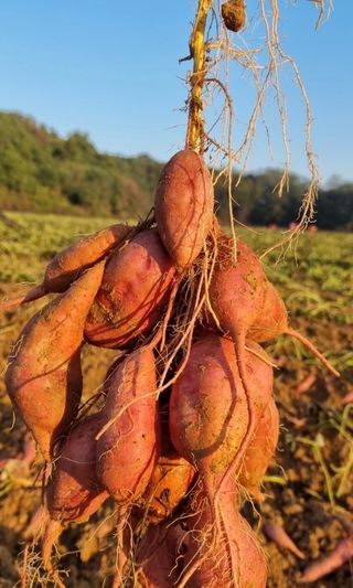 청정2님의 가을 농장 자랑해주세요🧑‍🌾 · 참여글 작성글 사진