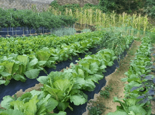 광양57님의 가을 농장 자랑해주세요🧑‍🌾 · 참여글 작성글 사진