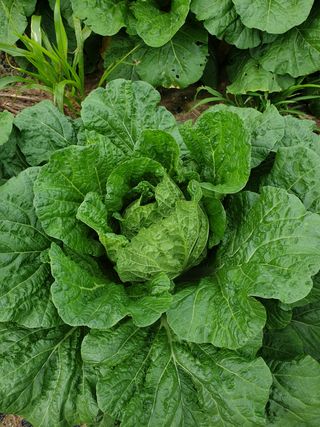 샤이니바다님의 배추 · 영농일지 작성글 사진