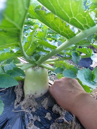 샤이니바다님의 배추 · 영농일지 작성글 사진