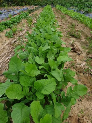 샤이니바다님의 배추 · 영농일지 작성글 사진