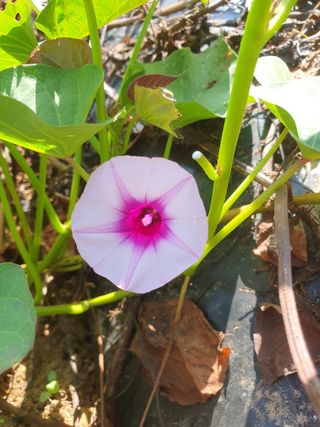 슈퍼맨님의 가을 농장 자랑해주세요🧑‍🌾 · 참여글 작성글 사진