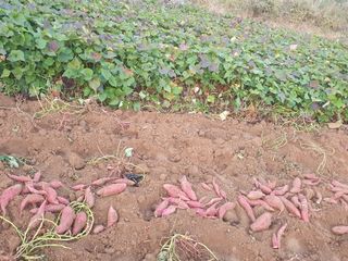 슈퍼맨님의 가을 농장 자랑해주세요🧑‍🌾 · 참여글 작성글 사진