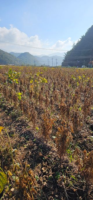 단양유기마늘이종모님의 가을 농장 자랑해주세요🧑‍🌾 · 참여글 작성글 사진