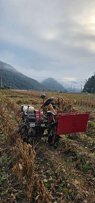 단양유기마늘이종모님의 가을 농장 자랑해주세요🧑‍🌾 · 참여글 작성글 사진