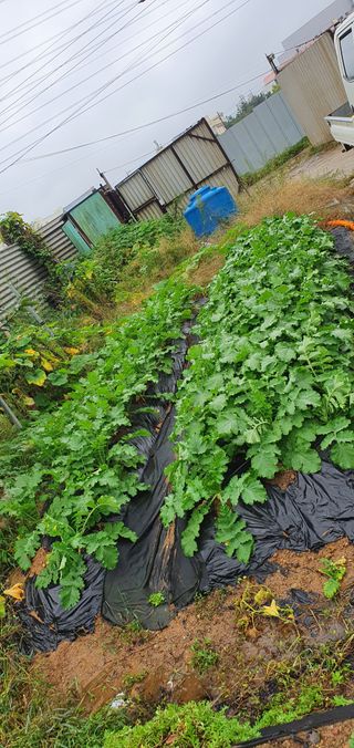 피알농부님의 가을 농장 자랑해주세요🧑‍🌾 · 참여글 작성글 사진