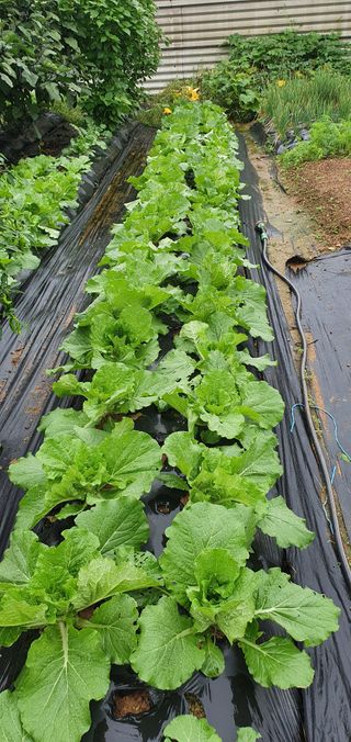 피알농부님의 가을 농장 자랑해주세요🧑‍🌾 · 참여글 작성글 사진