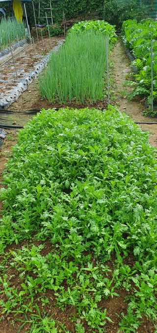 피알농부님의 가을 농장 자랑해주세요🧑‍🌾 · 참여글 작성글 사진