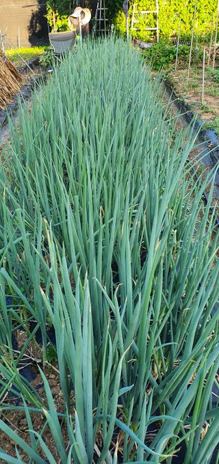 피알농부님의 가을 농장 자랑해주세요🧑‍🌾 · 참여글 작성글 사진