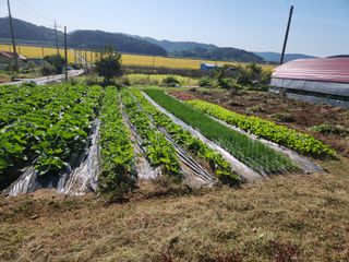 서천 희리산자락님의 가을 농장 자랑해주세요🧑‍🌾 · 참여글 작성글 사진