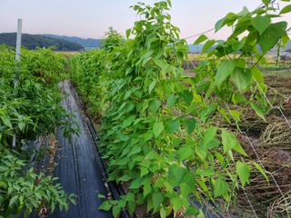 서천 희리산자락님의 가을 농장 자랑해주세요🧑‍🌾 · 참여글 작성글 사진