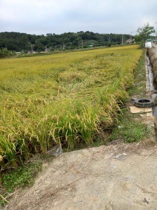 팜모닝회원 김광수님의 가을 농장 자랑해주세요🧑‍🌾 · 참여글 작성글 사진