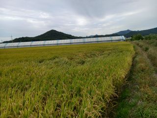 팜모닝회원 김광수님의 가을 농장 자랑해주세요🧑‍🌾 · 참여글 작성글 사진