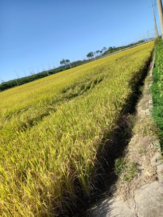팜모닝회원 김광수님의 가을 농장 자랑해주세요🧑‍🌾 · 참여글 작성글 사진