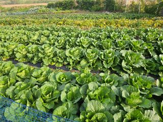 딸기17737님의 가을 농장 자랑해주세요🧑‍🌾 · 참여글 작성글 사진