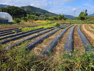 마중물0715님의 가을 농장 자랑해주세요🧑‍🌾 · 참여글 작성글 사진