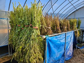 마중물0715님의 가을 농장 자랑해주세요🧑‍🌾 · 참여글 작성글 사진