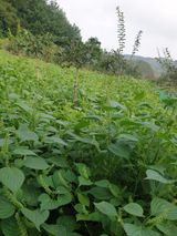 팜모닝 가을 농장 자랑해주세요🧑‍🌾·참여글 게시글 이미지