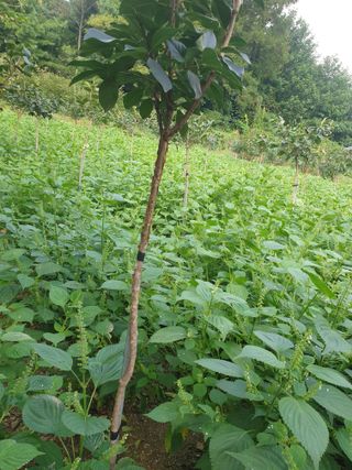 비 가너무오내요님의 가을 농장 자랑해주세요🧑‍🌾 · 참여글 작성글 사진