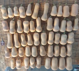 알 수 없음님의 가을 농장 자랑해주세요🧑‍🌾 · 참여글 작성글 사진