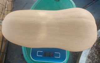 알 수 없음님의 가을 농장 자랑해주세요🧑‍🌾 · 참여글 작성글 사진