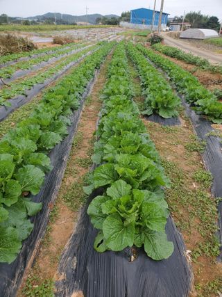 코지뱅이김영선님의 가을 농장 자랑해주세요🧑‍🌾 · 참여글 작성글 사진