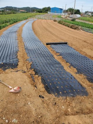 코지뱅이김영선님의 가을 농장 자랑해주세요🧑‍🌾 · 참여글 작성글 사진