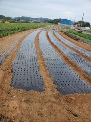 코지뱅이김영선님의 가을 농장 자랑해주세요🧑‍🌾 · 참여글 작성글 사진