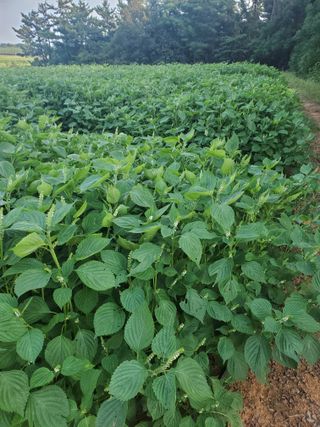 코지뱅이김영선님의 가을 농장 자랑해주세요🧑‍🌾 · 참여글 작성글 사진