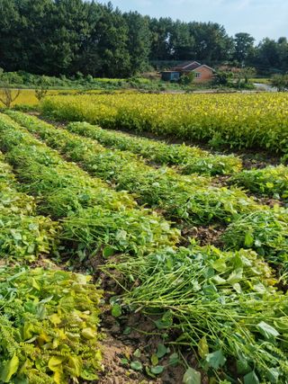 해바우님의 가을 농장 자랑해주세요🧑‍🌾 · 참여글 작성글 사진