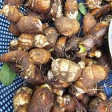 팜모닝 가을 농장 자랑해주세요🧑‍🌾·참여글 게시글 이미지