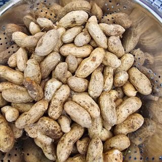 Bmww2226님의 가을 농장 자랑해주세요🧑‍🌾 · 참여글 작성글 사진