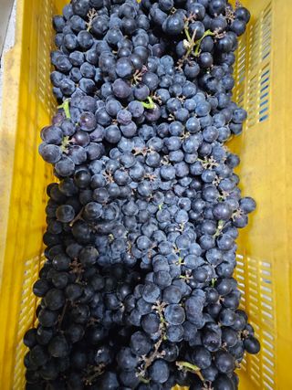 Bmww2226님의 가을 농장 자랑해주세요🧑‍🌾 · 참여글 작성글 사진