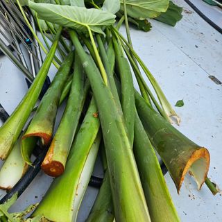 Bmww2226님의 가을 농장 자랑해주세요🧑‍🌾 · 참여글 작성글 사진