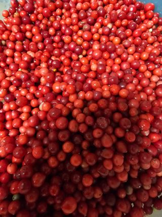 Bmww2226님의 가을 농장 자랑해주세요🧑‍🌾 · 참여글 작성글 사진