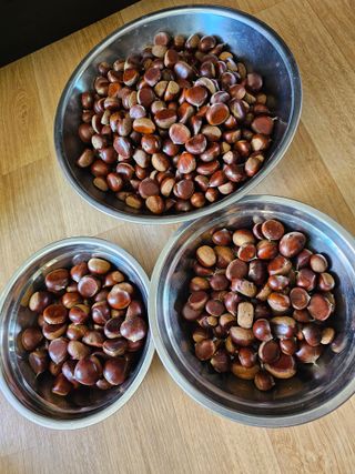 Bmww2226님의 가을 농장 자랑해주세요🧑‍🌾 · 참여글 작성글 사진