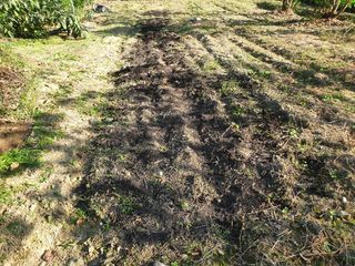 임훈택 님의 마늘 · 영농일지 작성글 사진