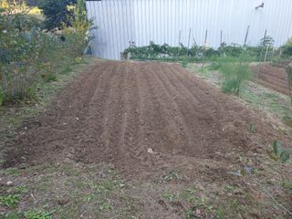 임훈택 님의 마늘 · 영농일지 작성글 사진