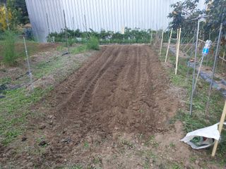 임훈택 님의 마늘 · 영농일지 작성글 사진