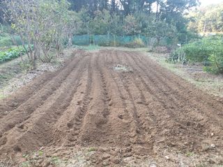 임훈택 님의 마늘 · 영농일지 작성글 사진