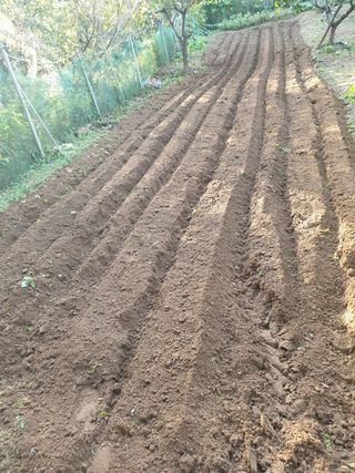 임훈택 님의 마늘 · 영농일지 작성글 사진