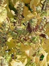 팜모닝 들깨·자유게시판 게시글 이미지