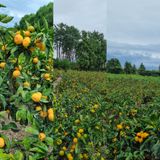 팜모닝 가을 농장 자랑해주세요🧑‍🌾·참여글 게시글 이미지