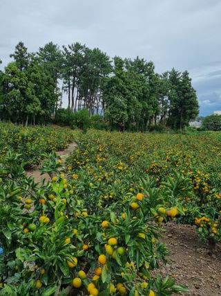 박종례님의 가을 농장 자랑해주세요🧑‍🌾 · 참여글 작성글 사진