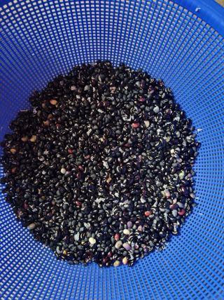 박종례님의 가을 농장 자랑해주세요🧑‍🌾 · 참여글 작성글 사진