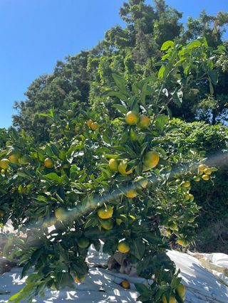 돌담님의 작성글 사진