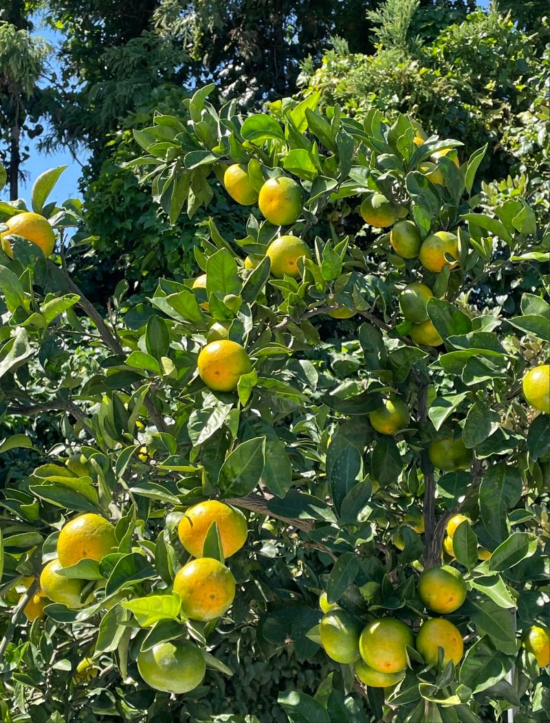 돌담님의 장터 판매 상품 [🍊(10/26주문마감)신품종 유라실생 타이벡 감귤 🍊] 첨부 사진